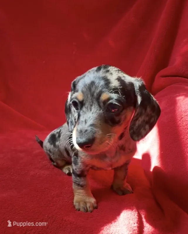 AKC female 1 – Miniature Dachshund puppy for sale in Grovetown, GA
