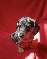 AKC female 1, a female Miniature Dachshund for sale in Grovetown, GA – 1 of 8