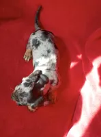 AKC female 1, a female Miniature Dachshund for sale in Grovetown, GA – 4 of 8