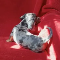 AKC female 1, a female Miniature Dachshund for sale in Grovetown, GA – 2 of 8