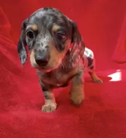 AKC female 1, a female Miniature Dachshund for sale in Grovetown, GA – 3 of 8
