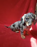 AKC female 1, a female Miniature Dachshund for sale in Grovetown, GA – 5 of 8