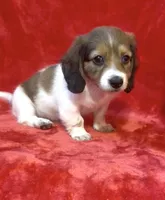 Female 1 pend, a female Miniature Dachshund for sale in Grovetown, GA – 4 of 10