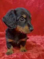 Male 2, a male Miniature Dachshund for sale in Grovetown, GA – 6 of 7