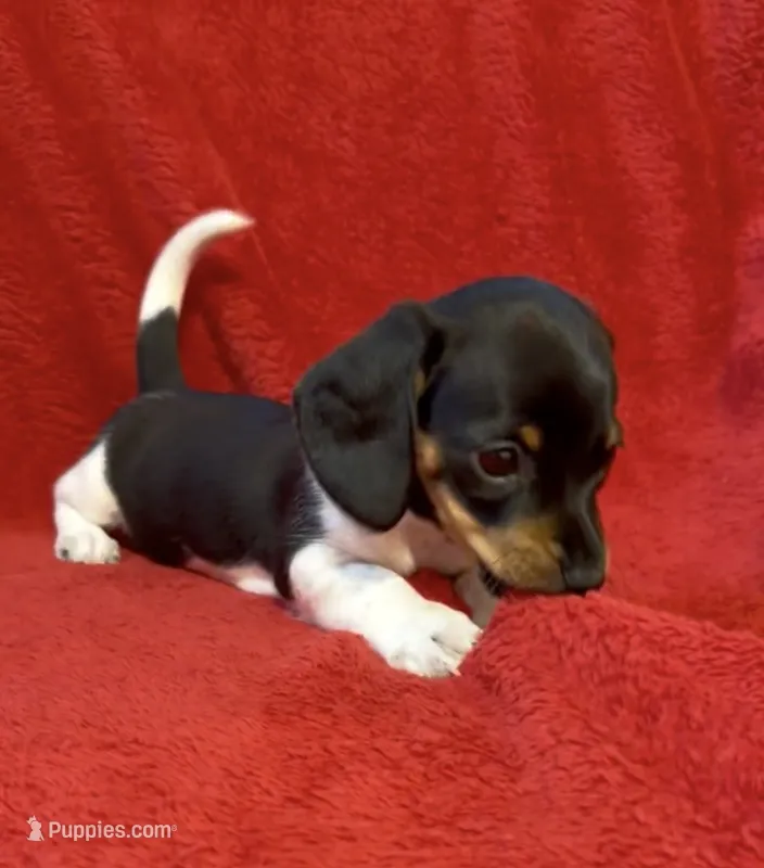 AKC female 3 – Miniature Dachshund puppy for sale in Grovetown, GA