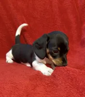 AKC female 3, a female Miniature Dachshund for sale in Grovetown, GA – 1 of 7