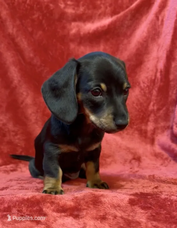 AKC female 1 – Miniature Dachshund puppy for sale in Grovetown, GA