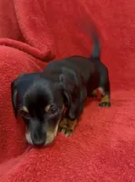 AKC female 1, a female Miniature Dachshund for sale in Grovetown, GA – 4 of 6