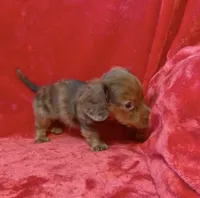 Male 3, a male Miniature Dachshund for sale in Grovetown, GA – 3 of 9