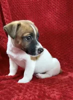 Male 2, a male Jack Russell Terrier for sale in Grovetown, GA – 3 of 8