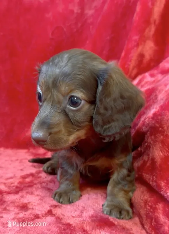 Male 6 – Miniature Dachshund puppy for sale in Grovetown, GA