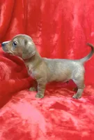 Male 1, a male Miniature Dachshund for sale in Grovetown, GA – Photo 2 of 6