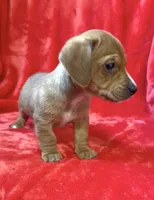 Male 1, a male Miniature Dachshund for sale in Grovetown, GA – Photo 3 of 6