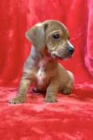 Male 1, a male Miniature Dachshund for sale in Grovetown, GA – Photo 5 of 6