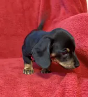 AKC female 1, a female Miniature Dachshund for sale in Grovetown, GA – 2 of 6