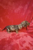 Male 1, a male Miniature Dachshund for sale in Grovetown, GA – 6 of 9