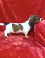 Female 1 pend, a female Miniature Dachshund for sale in Grovetown, GA – 9 of 10