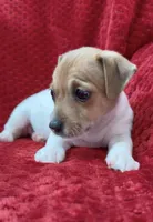 Male 1, a male Jack Russell Terrier for sale in Grovetown, GA – 4 of 7