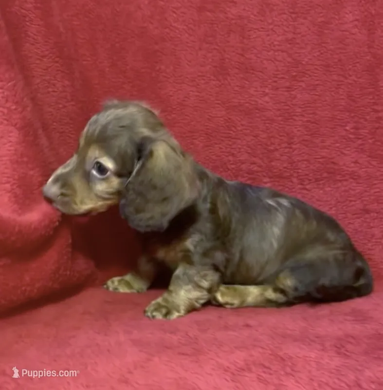 Male 6 – Miniature Dachshund puppy for sale in Grovetown, GA