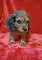 Male 1, a female Miniature Dachshund for sale in Grovetown, GA – 6 of 8