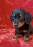Male 2, a male Miniature Dachshund for sale in Grovetown, GA – 2 of 7