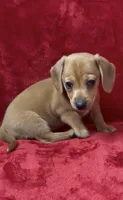 Female 1, a female Miniature Dachshund for sale in Grovetown, GA – 10 of 10