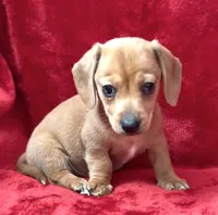 Female 1, a female Miniature Dachshund for sale in Grovetown, GA – 6 of 10