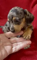 Tiny AKC female 3 pend, a female Miniature Dachshund for sale in Grovetown, GA – 8 of 8