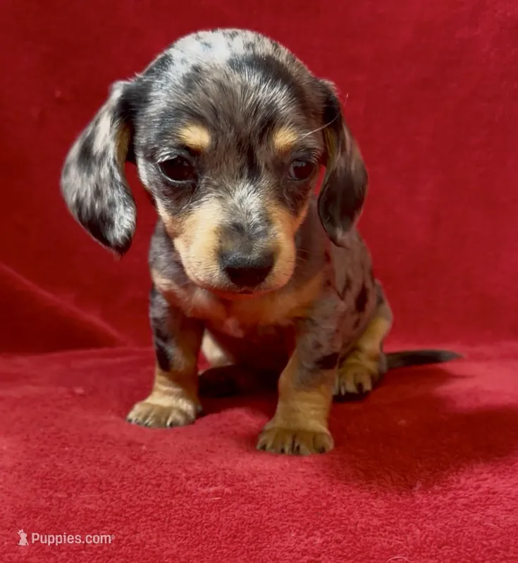 Tiny AKC female 3 pend – Miniature Dachshund puppy on hold in Grovetown, GA
