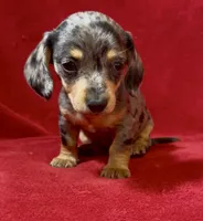 Tiny AKC female 3 pend, a female Miniature Dachshund for sale in Grovetown, GA – 1 of 8
