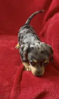 AKC female 3, a female Miniature Dachshund for sale in Grovetown, GA – 2 of 9