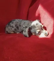 AKC female 3, a female Miniature Dachshund for sale in Grovetown, GA – 8 of 9