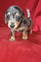 AKC female 3, a female Miniature Dachshund for sale in Grovetown, GA – 9 of 9