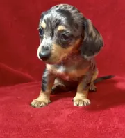 AKC female 3, a female Miniature Dachshund for sale in Grovetown, GA – 4 of 9