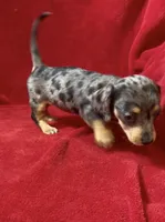AKC female 3, a female Miniature Dachshund for sale in Grovetown, GA – 6 of 9
