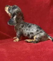 AKC female 3, a female Miniature Dachshund for sale in Grovetown, GA – 7 of 9