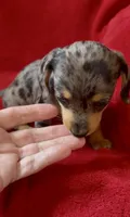 Tiny AKC female 3 pend, a female Miniature Dachshund for sale in Grovetown, GA – 7 of 8