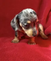 AKC female 3, a female Miniature Dachshund for sale in Grovetown, GA – 3 of 9