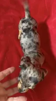 AKC female 3, a female Miniature Dachshund for sale in Grovetown, GA – 5 of 9