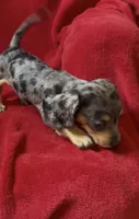 Tiny AKC female 3 pend, a female Miniature Dachshund for sale in Grovetown, GA – 2 of 8