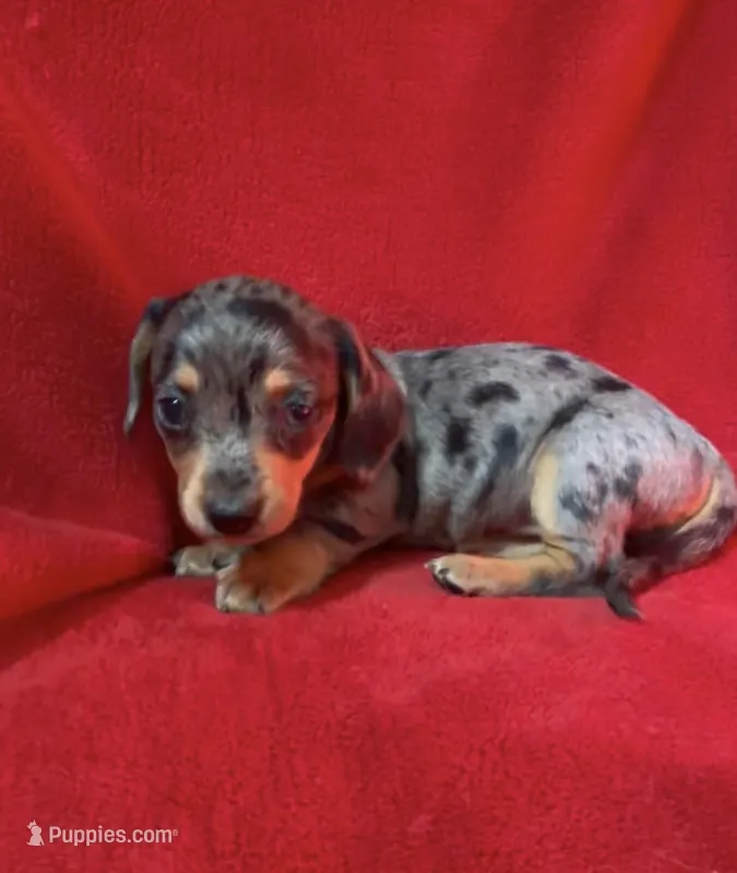 AKC female 3, a female Miniature Dachshund for sale in Grovetown, GA – 1 of 9