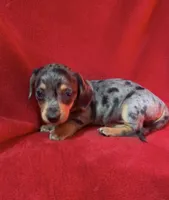 AKC female 3, a female Miniature Dachshund for sale in Grovetown, GA – 1 of 9