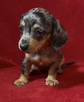 Tiny AKC female 3 pend, a female Miniature Dachshund for sale in Grovetown, GA – 5 of 8