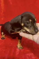 Tiny female 4, a female Miniature Dachshund for sale in Grovetown, GA – 6 of 7