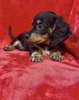 Female 3, a female Miniature Dachshund for sale in Grovetown, GA – 2 of 7