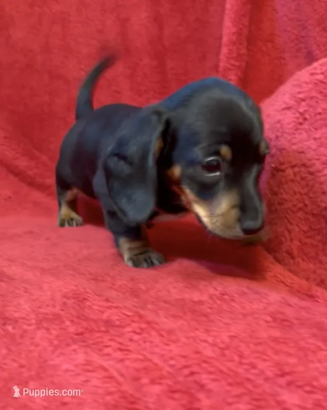 AKC  female 2 – Miniature Dachshund puppy for sale in Grovetown, GA