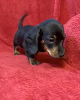 AKC  female 2, a female Miniature Dachshund for sale in Grovetown, GA – 1 of 6