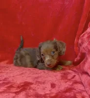 Male 3, a male Miniature Dachshund for sale in Grovetown, GA – 5 of 9