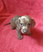 Male 5, a male Miniature Dachshund for sale in Grovetown, GA – 2 of 7
