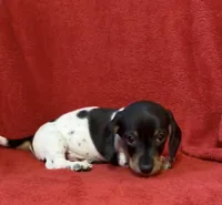 AKC Male 1, a female Miniature Dachshund for sale in Grovetown, GA – 7 of 8